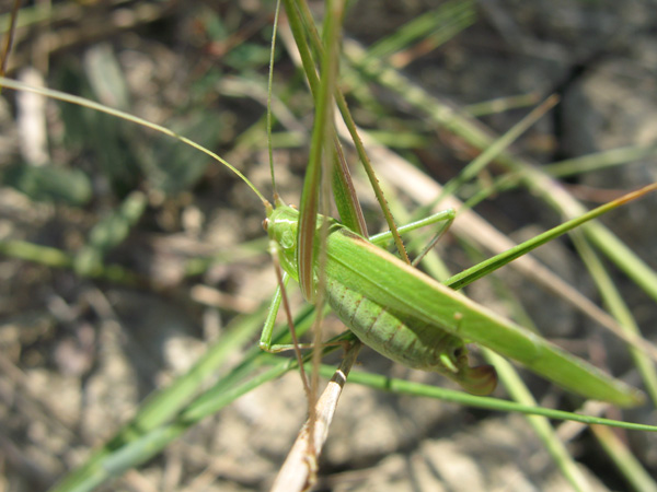 Ortotteri del Parco dei Gessi Bolognesi